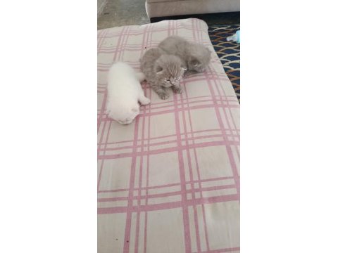 Yavru british shorthair