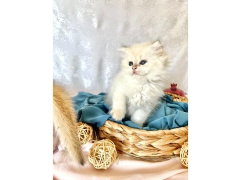 British longhair 2,5 aylık