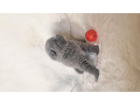 Safkan scottish fold kardeşler