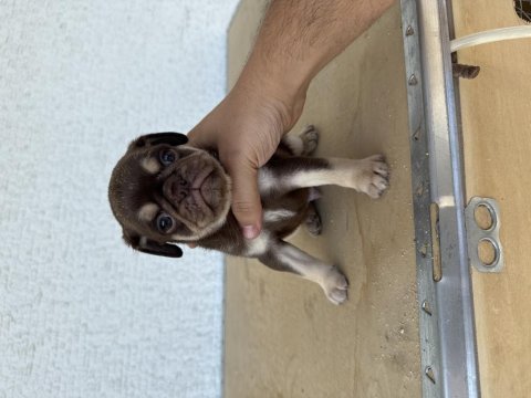 Choco tan pug mops