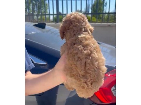 Orjinal toy poodle