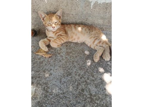 Çok tatlış sarman kedi