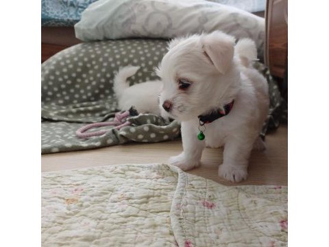 Sıfır numara şecereli yavru köpekler