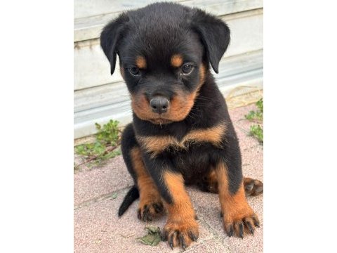 Rottweiler koca kafa yavrularımız