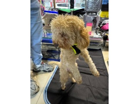 Yavru eğitimleri tam toy poodle