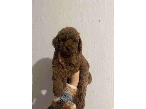 Toy poodle red brown
