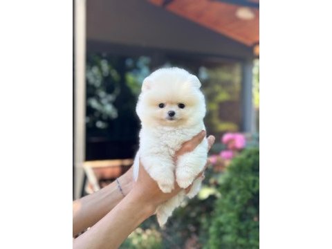 Yavru pomeranian boolarımız