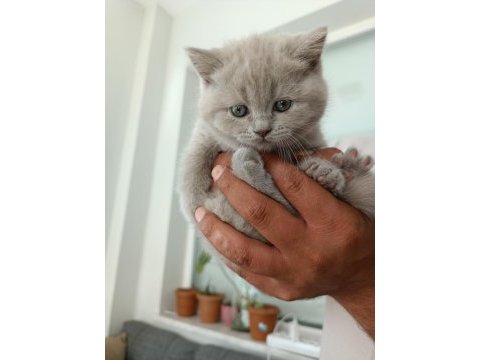 Orjinal british shorthair yavrularım