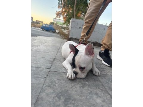 French bulldog yavrular ırk sağlık garantili