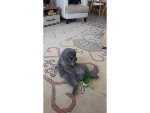 1 yaşında scottish fold