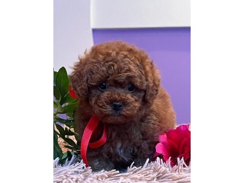 Teacup kore poodle yavruları