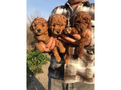 Sağlık ve ırk garantili poodle yavrularım