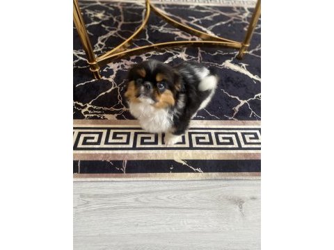 3 aylık pekinez dış parazit iç parazit oldu