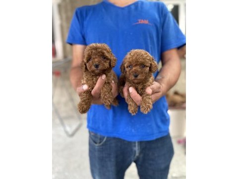 A kalite koyu renk toy poodle yavrular