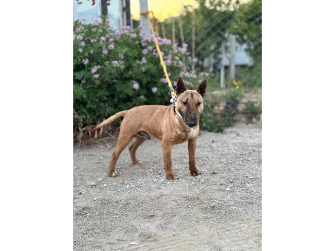 Kusursuz erkek bull terrier