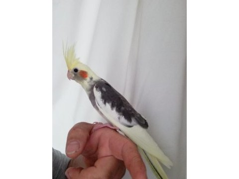 Ele alışkın 2,5 aylık sultan papağan yavruları