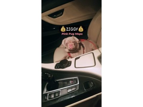 Pink carrier pug yavrular