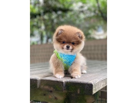 Pomeranian boo yavrum