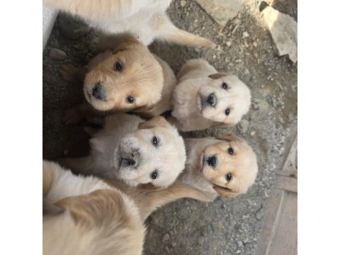 1.5 aylık sağlıklı golden retriever yavrularımız