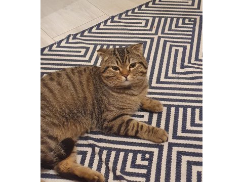 1 yaşında scottish fold sevecen oğlum