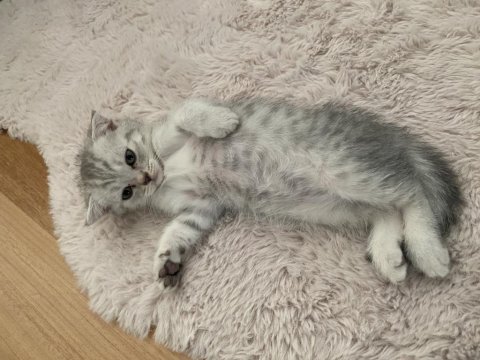 Scottish fold yavrularımız yeni yuvalarına hazır