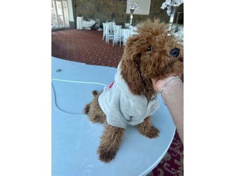 Toy poodle 6 aylık
