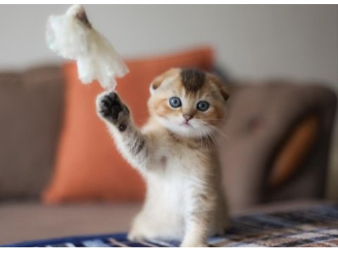 Top kafa scottish fold yavru