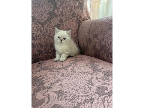 British shorthair blue point