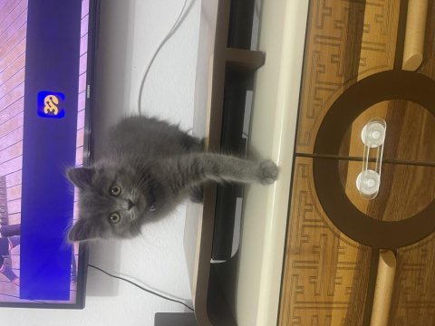 Sevimli dost british shorthair