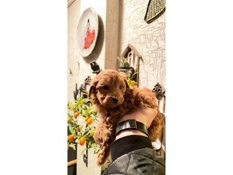 Anne altından toy poodle