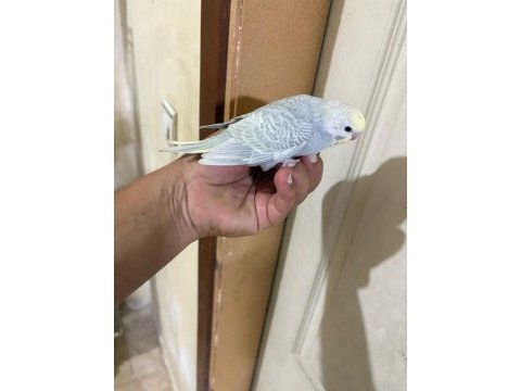 29 günlük konuşturmalık bebek muhabbet kuşu