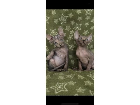 Naked beauty sphynx cattery kedimiz