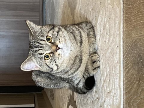 9 aylık british shorthair oğluş yeni yuvasını arıyor
