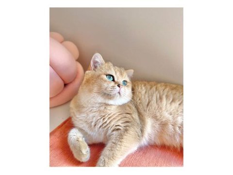 Golden british shorthair yavrular