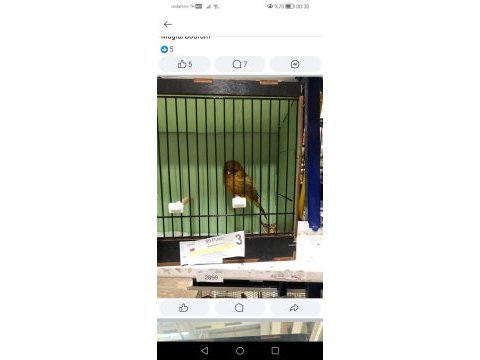 Norwic kanaryalar şampiyon kümesi