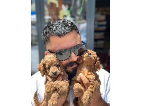 Sevgi tadında kore toy poodle bebekler 