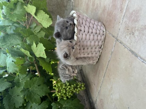35 günlük safkan british shorthair yavruları yuva arıyor