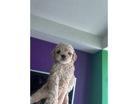 Poodle ayarında antialerjik maltipoo