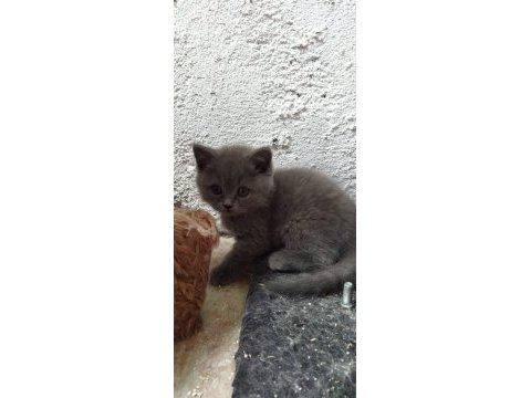 Muhteşem güzellikte british shorthair yavrularımız