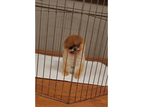 Türkiyenin en güzel pomeranian dişisi