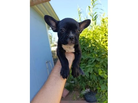 Kalite tesadüf değildir french bulldog yavrularımız