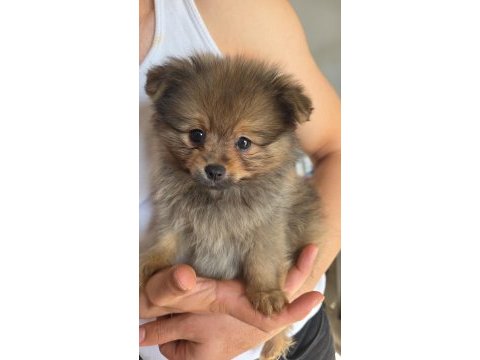 Saf pomeranian erkek yavru