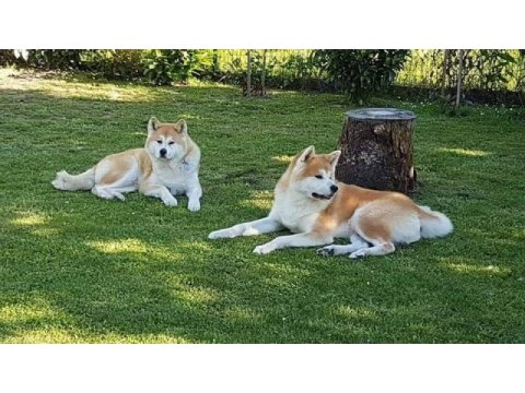 Ruhsatli çiflikten japon akita ınu yavrulari