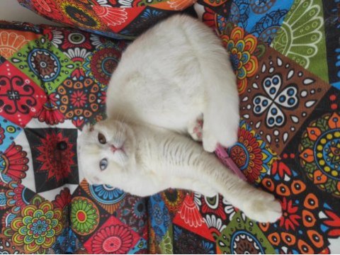 Kısır olmayan on aylık dişi scottish fold