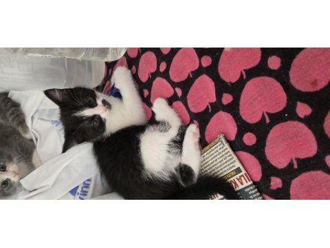 3 adet tatlı bücür kediler
