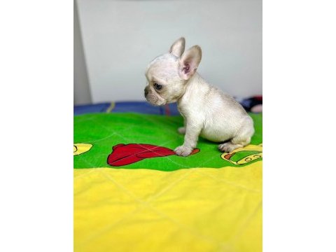 Irk garantili renkli gözlü french bulldog yavrular