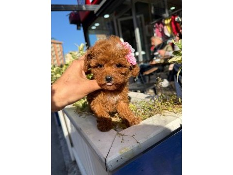 Aşılı toy poodle yavrularımız kampanya