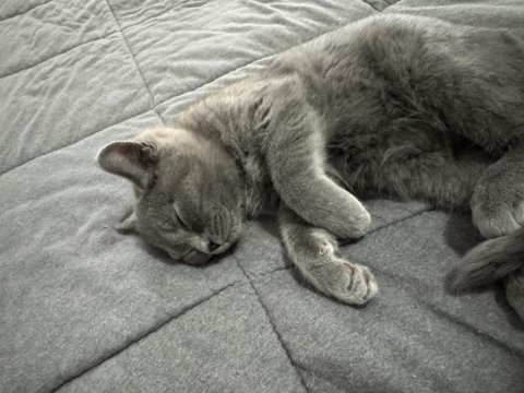 Kedimiz 3 aylık british shorthair