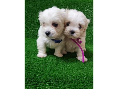 Maltese terrier bebekler
