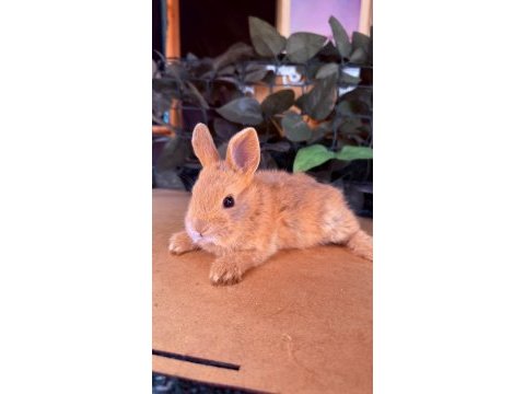 Hollanda lop ve cüce tavşan yavruları
